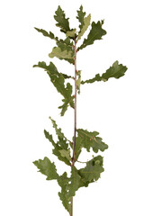 Quercus pubescens