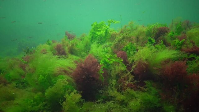 Photosynthesis in the sea, underwater landscape, fish  Atherina pontica. Green, red and brown algae on underwater rocks (Enteromorpha, Ulva, Ceramium, Polisiphonia). Gulf of Odessa, Black Sea