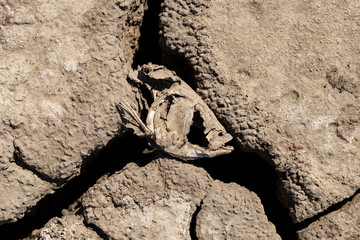 Fish head at the bottom of a dry lake. Environmental cataclysm. Death of animals.