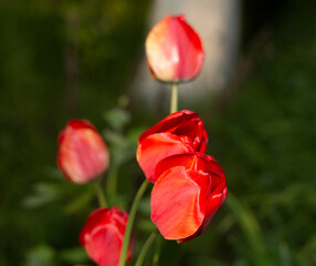 A flower bed with red tulips. Flowering of cultivated plants.