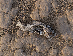 Naklejka premium The decay of the corpse of a fish at the bottom of a dried lake. Environmental cataclysm. Death of animals.