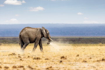 Fototapeta na wymiar African Elephant Walking and Dusting