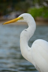 A linda Garça-branca-grande (Ardea alba). 