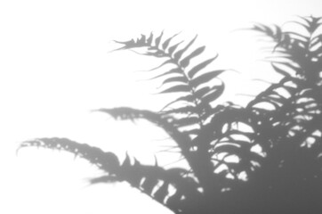 Fototapeta na wymiar シダ植物の葉っぱの影、シャドウアート