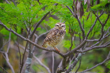 Corujinha Buraqueira (Athene cunicularia) 