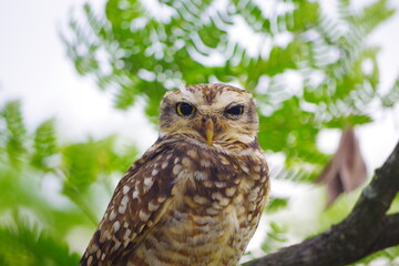 A simpática Coruja-Buraqueira (Athene cunicularia)