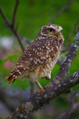Coruja-Buraqueira (Athene cunicularia) ao por do sol