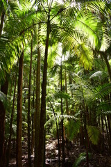 piccabeen palms in a subtropical rainforest with dappled sunlight