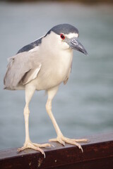Savacu ou Socó-Dorminhoco (Nycticorax nycticorax) próximo aos mar de Ilha Bela. 
