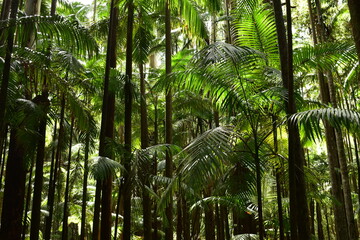 piccabeen palms in a subtropical rainforest with diffuse sunlight