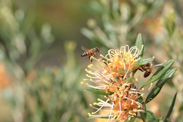 Western Honey Bee in flight approaching Grevillea flower, South Australia