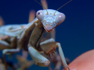 Lady Mantis of Arizona