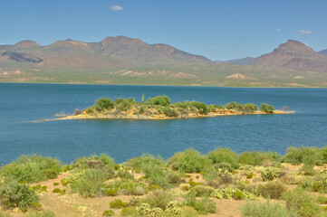Saguaros on an isolated island in Roosevelt Lake AZ