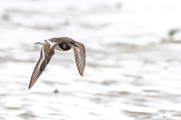 Ruddy Turnstone (Arenaria interpres) in Flight