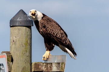 Bald eagle with an open beak perched on a fence