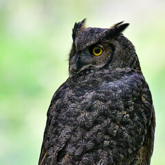Great Horned Owl Perched