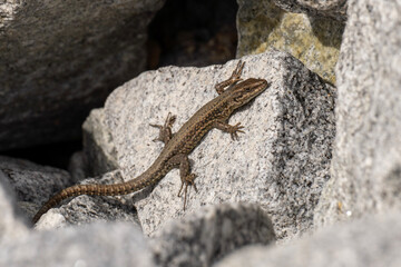 lizard on a rock