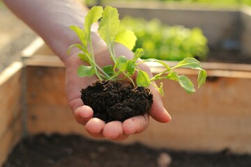 planting seedlings. seedling in a man's hand in the rays of the sun. Growing seedlings. soil for planting .Chinese cabbage.home garden. Home growing vegetables