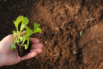 seedling in a man's hand in the rays of the sun. planting seedlings. Growing seedlings. soil for planting .Chinese cabbage.home garden.
