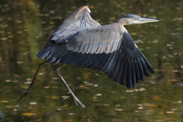 blue heron in flight over lake