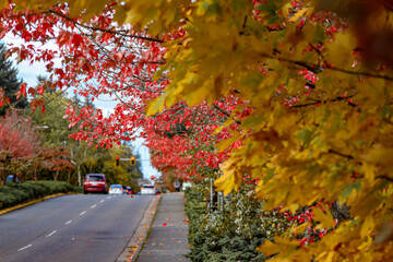 Autumn leaves on the road