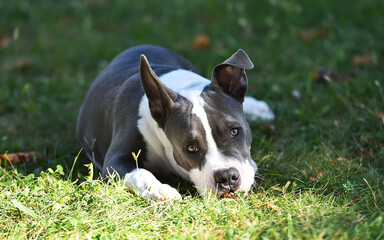 un perro american bully jugando en un parque