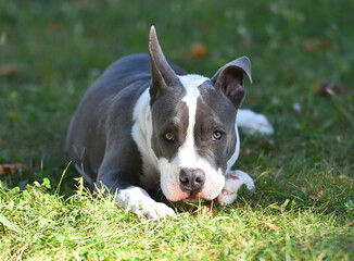 beautiful american  bully dog
