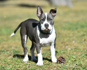 beautiful american  bully dog