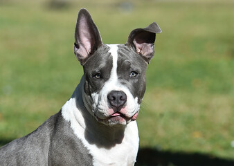 beautiful american  bully dog