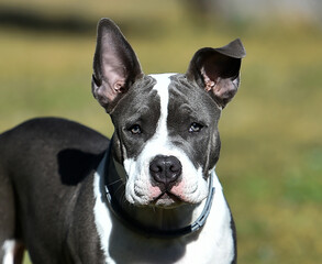 beautiful american  bully dog