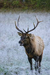 Naklejka na ściany i meble Elk on a cold Morning