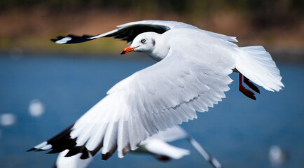 Seagull