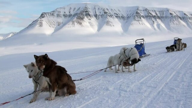 Spitsbergen, Norway-21 April 2011: Man at base of dog sled team husky eskimo on North Pole in Arctic. Way from airport Longyear to Pyramiden Spitzbergen on background of mountains Svalbard.