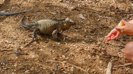 Dominican Republic. Lake Enriciyo. Hand-feeding a wild iguana.