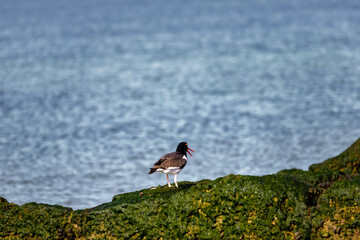 American oystercatcher perched on a rock with seaweed on the coast of Puerto Madryn, Argentina