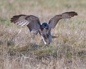 Osprey Hunting