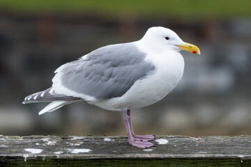 Glaucous-winged Gull 