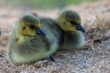 Canada Goose Goslings