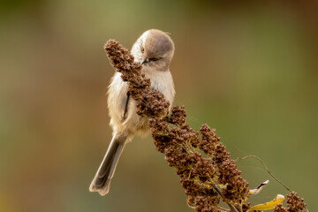 Bushtit Feeding