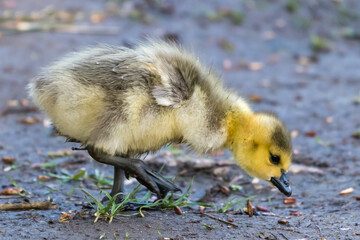 One Canada Goose Gosling