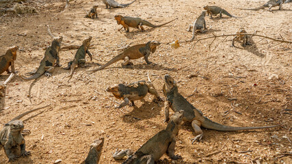 Dominican Republic. Lake Enriciyo. Iguanas jump up for food.