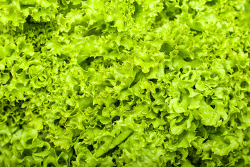 Fototapeta na wymiar Fresh lettuce as background, closeup