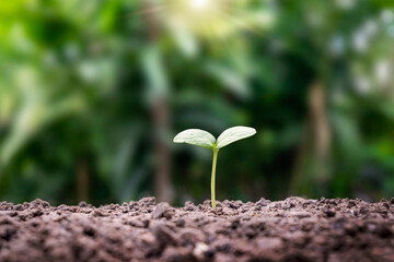 The seedlings grow alone on fertile soil and the morning sun shines. ecological and ecological balance concept