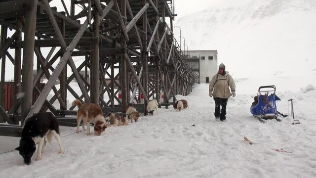 Pyramiden, Spitsbergen-23 April 2011: Man and dog sled team husky Eskimo white snowy road of North Pole in Arctic Spitsbergen