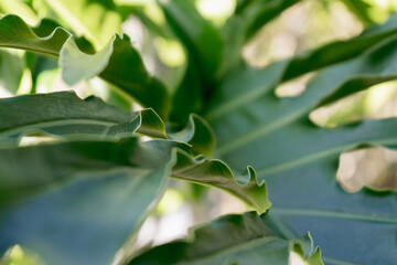 Tropical leaf close-up.