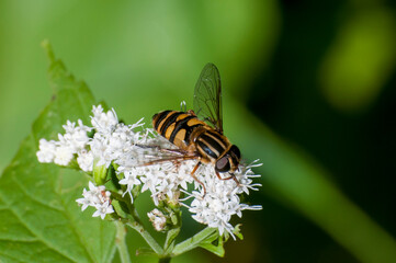 Top view of Flower fly feeding on White Snakeroot flower.