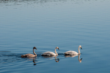 Trumpeter Swans with their young swan following on a mirror like lake.