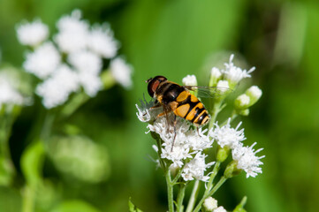 Transverse Flower Fly feeding on White Snakeroot flower.