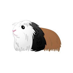 Cute Coronet Guinea Pig Vector Illustration