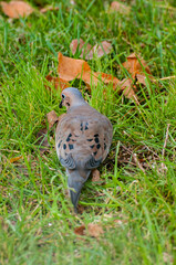 Obraz premium Male Mourning dove looking for bird seed to eat on the ground